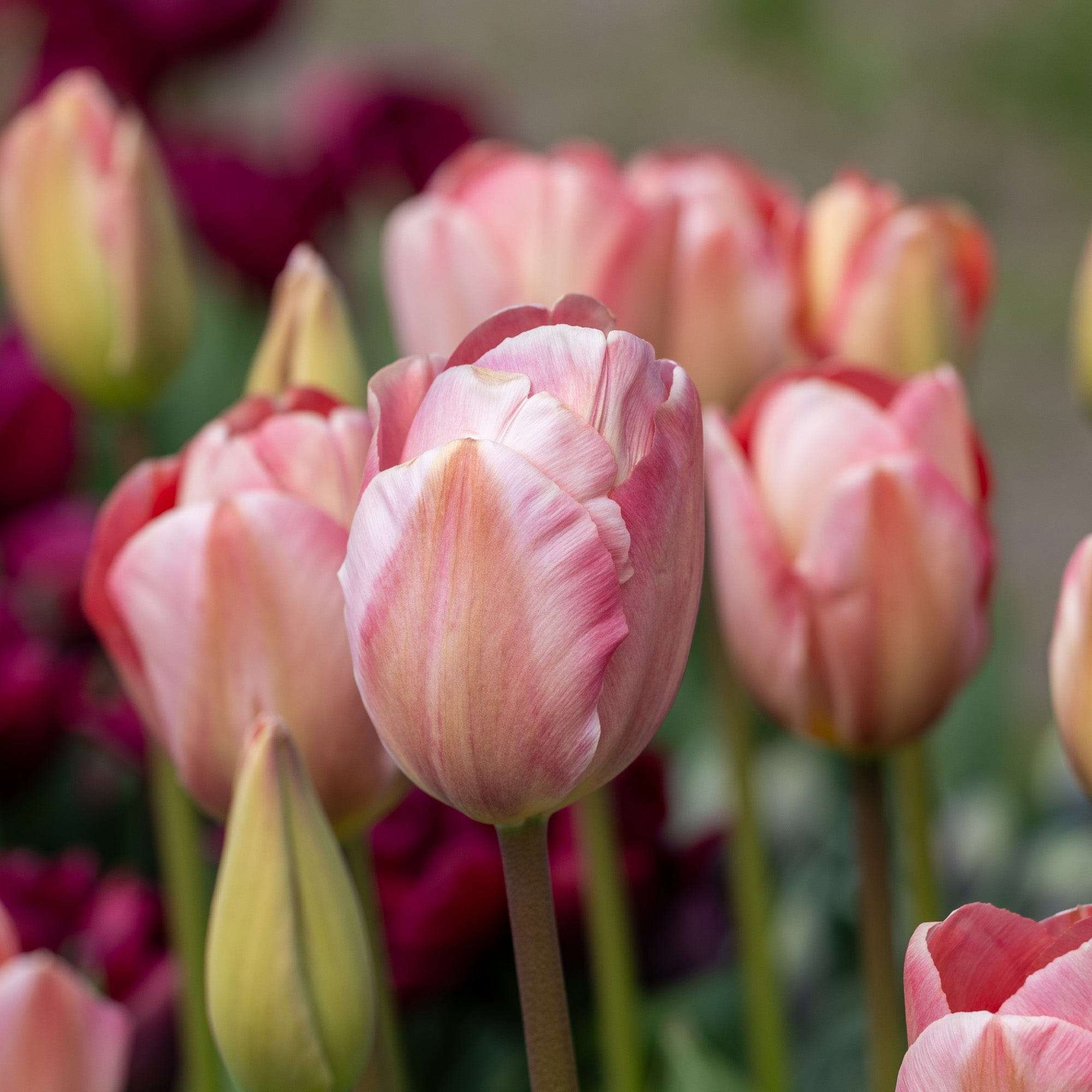Tulpe 'Mystic van Eijk'